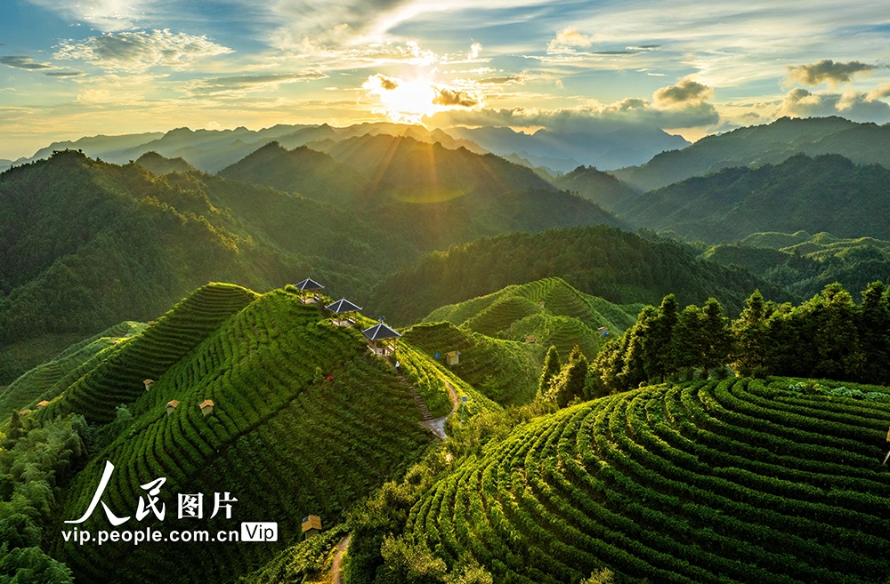 広西壯（チワン）族自治區(qū)金秀瑤（ヤオ）族自治県金秀鎮(zhèn)六段村にある高山茶畑（撮影?黃勝林/寫真著作権は人民図片が所有のため転載禁止）。