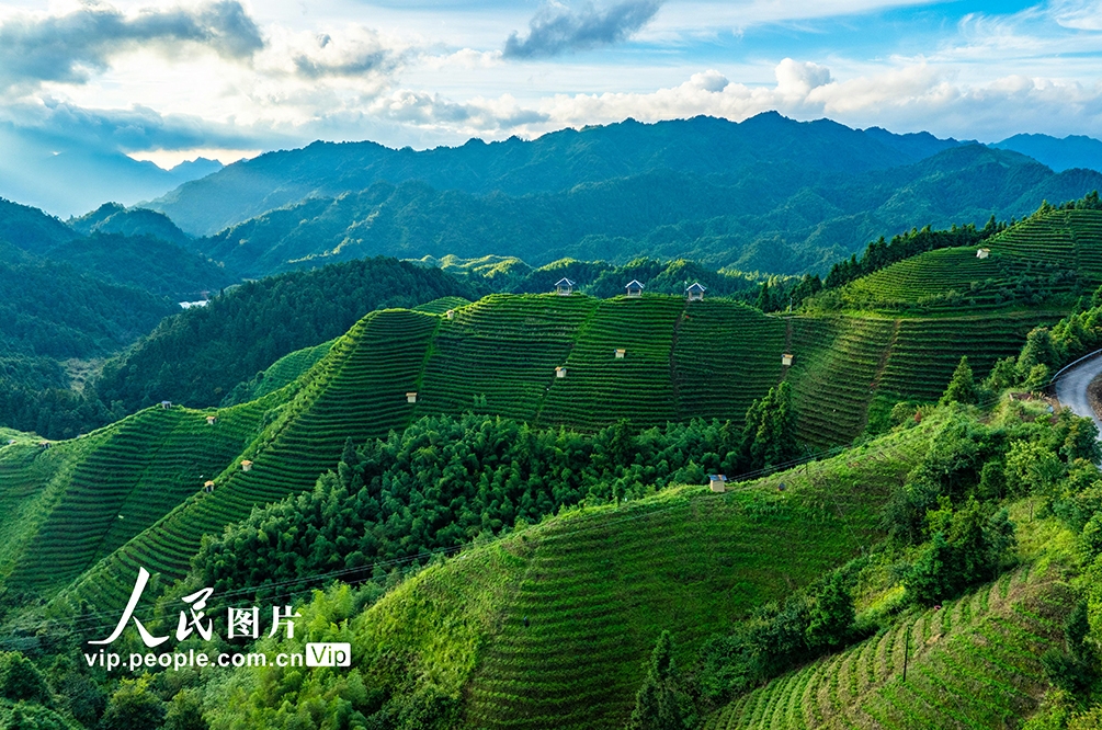 高山茶畑の美しい朝景色　 広西?金秀