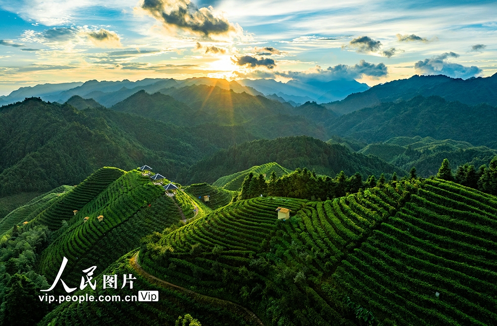 高山茶畑の美しい朝景色　 広西?金秀
