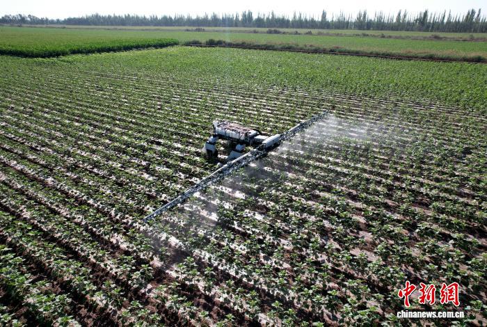 農(nóng)作業(yè)を行っているロボット。撮影?陳健生