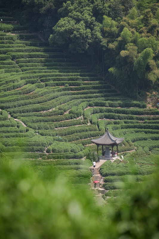 中國茶郷第一村