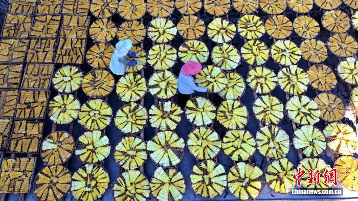 タケノコを天日干しする作業(yè)員（ドローンによる撮影?李茂香）。