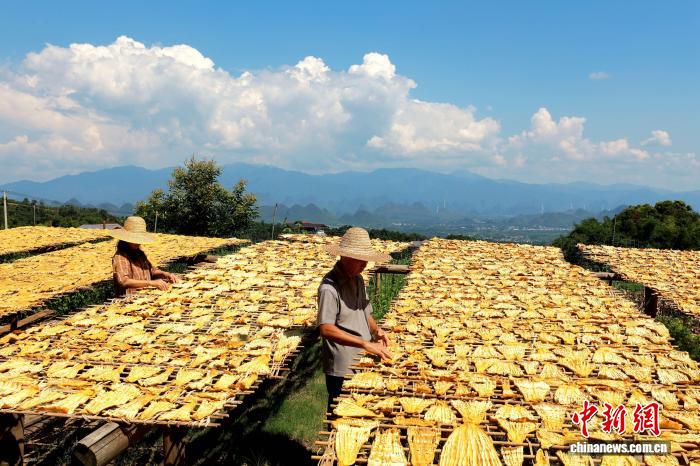 干しタケノコ産業(yè)で所得増加目指す広西?恭城瑤族自治県