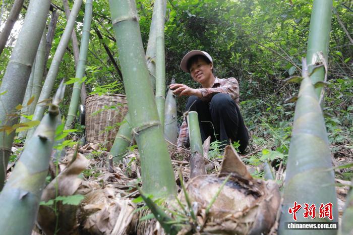 干しタケノコ産業(yè)で所得増加目指す広西?恭城瑤族自治県