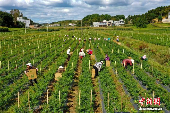 貴州省畢節(jié)市威寧彝族回族苗族自治県観風(fēng)海鎮(zhèn)海豊村のトウガラシ栽培拠點(diǎn)で、トウガラシを収穫する作業(yè)員（9月9日撮影?趙慶能）。