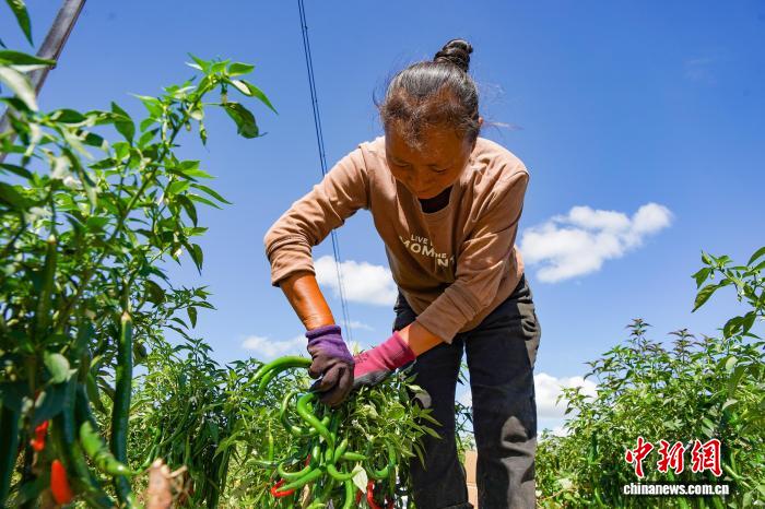農(nóng)家の懐潤わすトウガラシの収穫シーズン到來　貴州省威寧