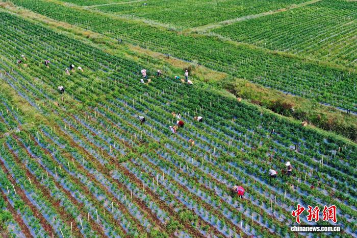 農(nóng)家の懐潤わすトウガラシの収穫シーズン到來　貴州省威寧