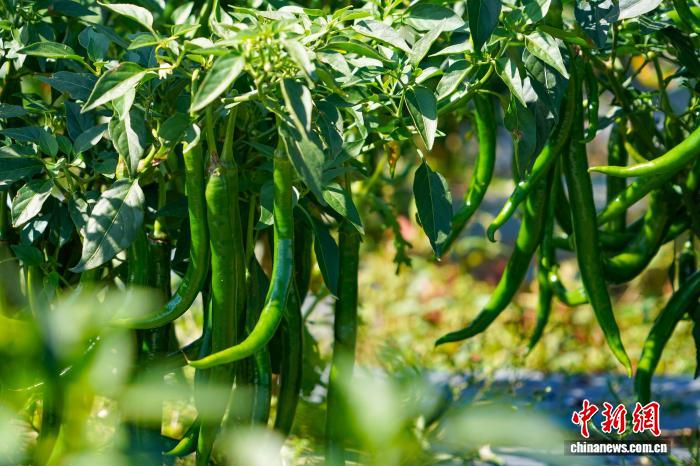 農(nóng)家の懐潤わすトウガラシの収穫シーズン到來　貴州省威寧