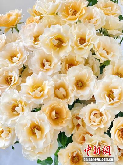 雲(yún)南省農(nóng)業(yè)科學(xué)院花卉研究所が獨(dú)自に研究開発した「中國(guó)テイスト」のコウシンバラの新品種「花梨木」(寫真提供?取材対象者) 。