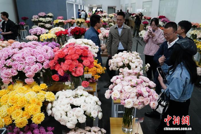 2025年5月18日、雲(yún)南省農(nóng)業(yè)科學(xué)院花卉研究所を含む複數(shù)の機(jī)関が共同で主催した「2025コウシンバラの革新的成果推薦會(huì)」が昆明斗南國(guó)際花卉技術(shù)革新センターで開幕し、「中國(guó)テイスト」のコウシンバラの新品種1000種類以上が一斉披露された。寫真は、展示されたコウシンバラの新品種を見る関係者（撮影?劉冉陽(yáng)）。