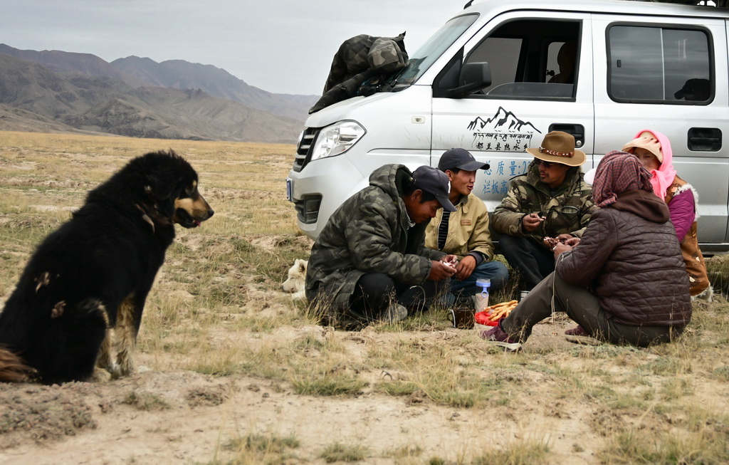 柴達(dá)木盆地東部の牧畜民が冬牧場(chǎng)への移動(dòng)を開(kāi)始　青海省