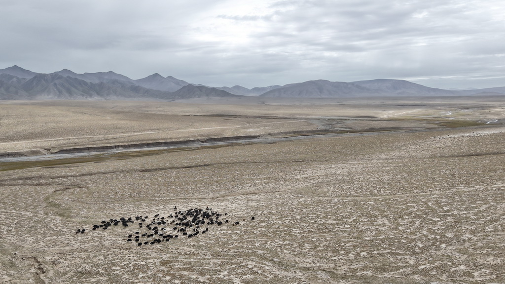 柴達木盆地東部の牧畜民が冬牧場への移動を開始　青海省