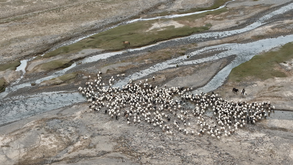 青海省海西蒙古西蔵族自治州都蘭県で冬牧場(chǎng)に移動(dòng)する牧畜民（9月9日、ドローンによる撮影?斉芷玥）。