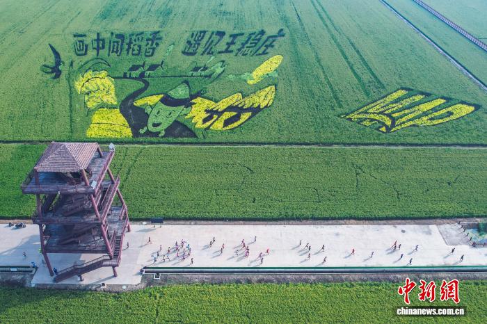 広大な稲田をランナー6千人が駆け抜けるハーフマラソン開(kāi)催　天津市