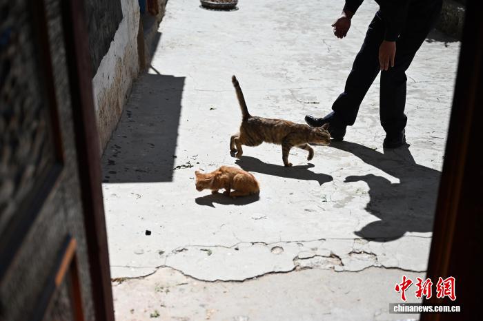 四川省甘孜蔵族自治州郷城県洞松郷卡心村で撮影された住民と貓（9月15日撮影?張浪）。