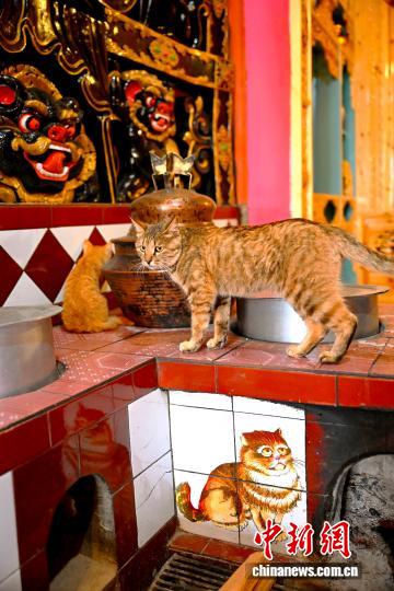 チベット族の暮らしに融け込んでいる「愛貓文化」　四川省郷城