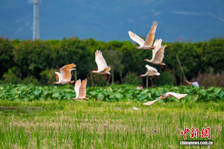 陝西省城固県の田んぼに飛來したトキ（撮影?李吉安）。