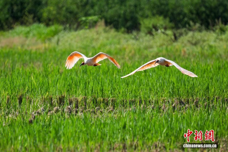稲刈りが終わった田んぼにトキが飛來　陝西省