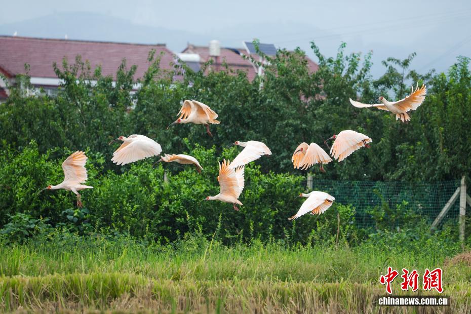 稲刈りが終わった田んぼにトキが飛來(lái)　陝西省