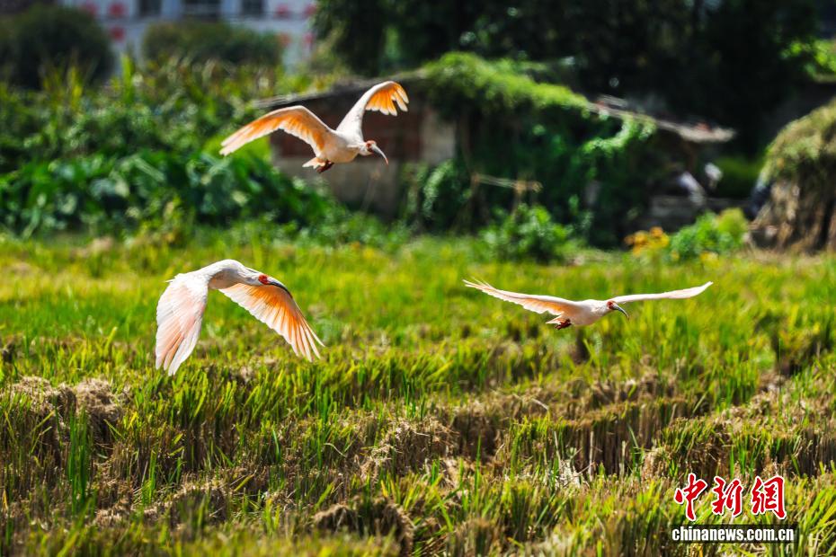稲刈りが終わった田んぼにトキが飛來　陝西省