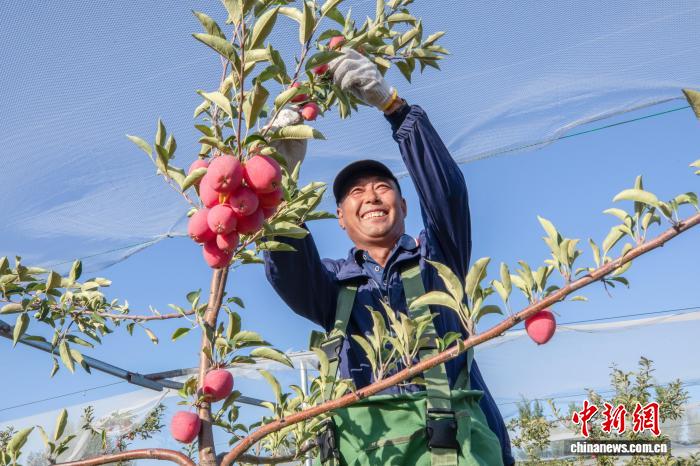 扎魯特旗魯北鎮(zhèn)永興村で「鶏心果」を収穫する作業(yè)員（撮影?白敖敏）。
