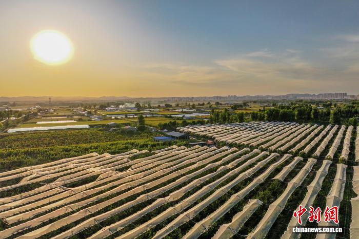 真っ赤な「鶏心果」が収穫シーズンに　內(nèi)蒙古?扎魯特