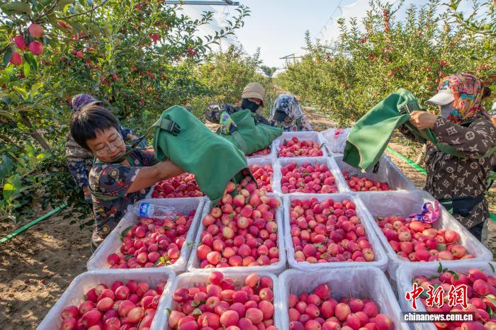 真っ赤な「鶏心果」が収穫シーズンに　內(nèi)蒙古?扎魯特