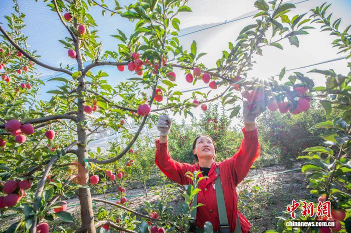 真っ赤な「鶏心果」が収穫シーズンに　內(nèi)蒙古?扎魯特