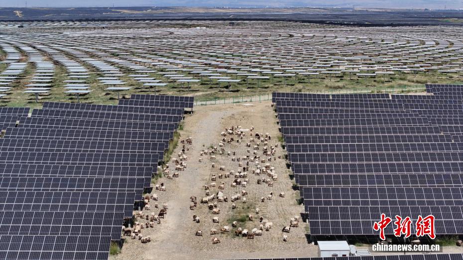 世界最大発電量の太陽光発電園區(qū)に「ソーラー羊」の出荷シーズン到來　青海省
