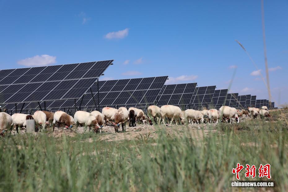 世界最大発電量の太陽(yáng)光発電園區(qū)に「ソーラー羊」の出荷シーズン到來(lái)　青海省