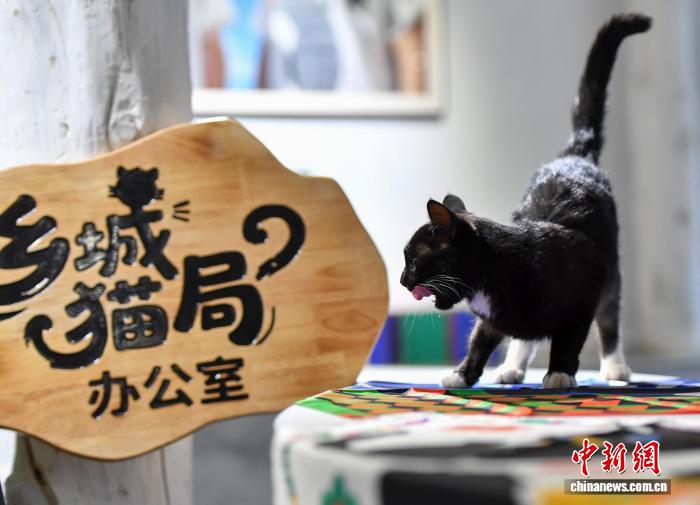 「貓局長」が就任、人気高まる千年の愛貓文化　四川省郷城