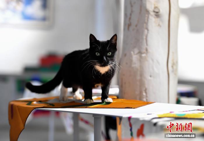 「貓局長」が就任、人気高まる千年の愛貓文化　四川省郷城