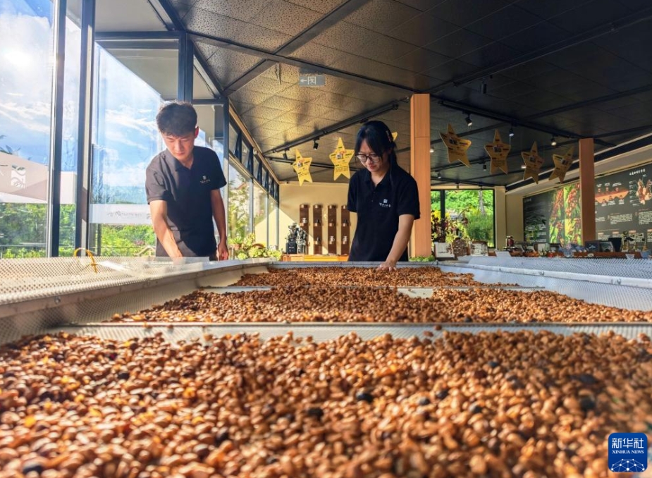 コーヒー観光産業(yè)の発展を後押しする中國ラオス鉄道　雲(yún)南省