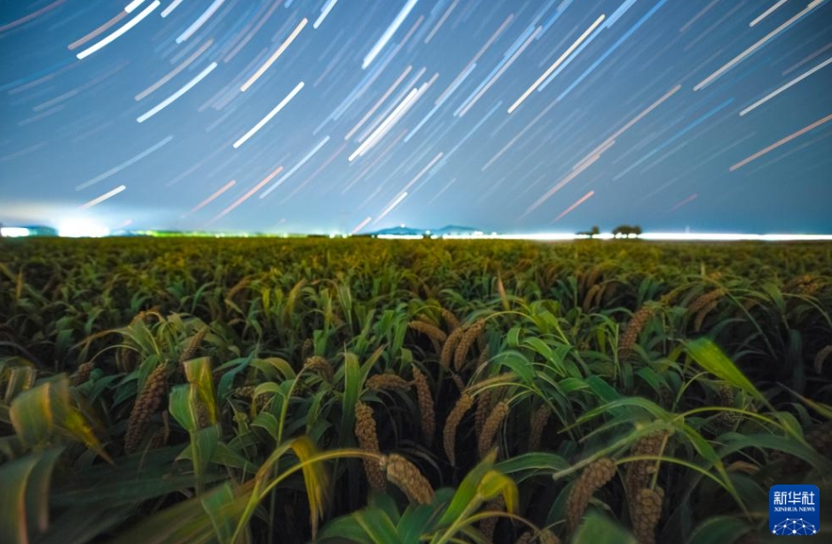 星空の下に広がる中國東北エリアの豊作風景　黒竜江省