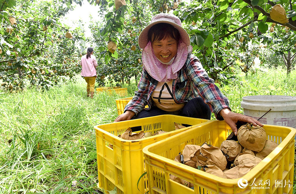 河北省威県の梨園で、収穫した梨をケースに入れる梨農(nóng)家（9月22日撮影?李兆民）。