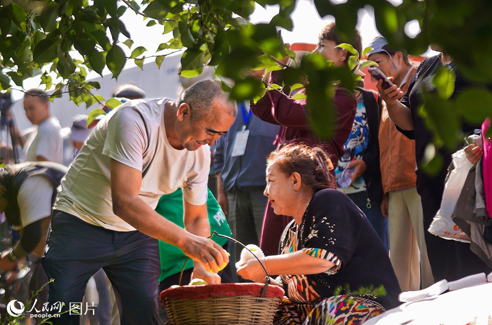 新疆維吾爾（ウイグル）自治區(qū)庫爾勒（コルラ）市阿瓦提郷で開催された「好品中國?香約梨城」農(nóng)民豊作節(jié)で、「コルラ香梨」を収穫する果物農(nóng)家（9月21日撮影?李欣洋）。