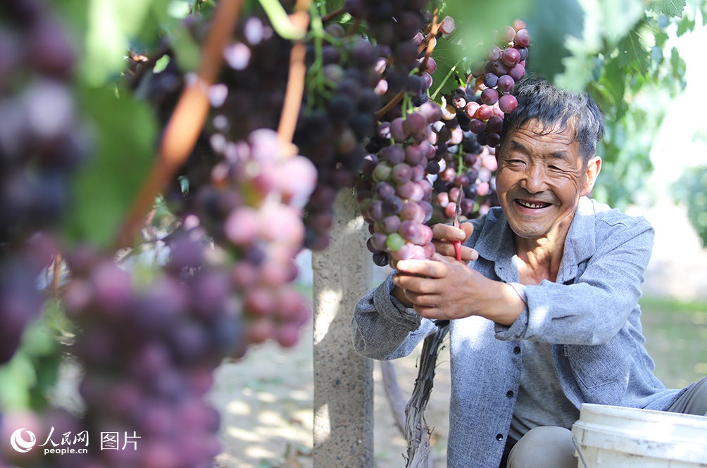 豊作を迎えた甘粛省蘭州市青石灣村で、ブドウの出荷準(zhǔn)備に追われるブドウ農(nóng)家（9月18日撮影?米媛）。