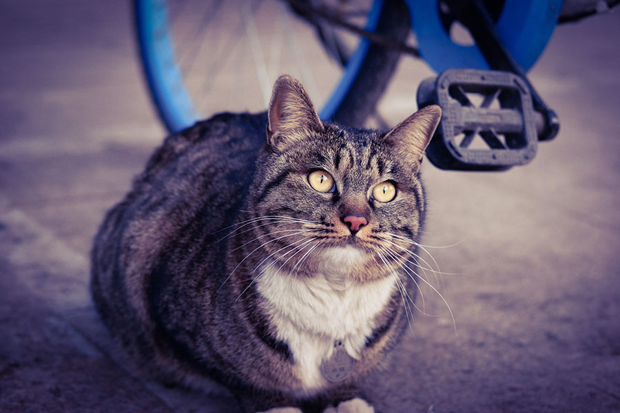 開封で出會った貓　ネームプレートは「虎姐 ♀」