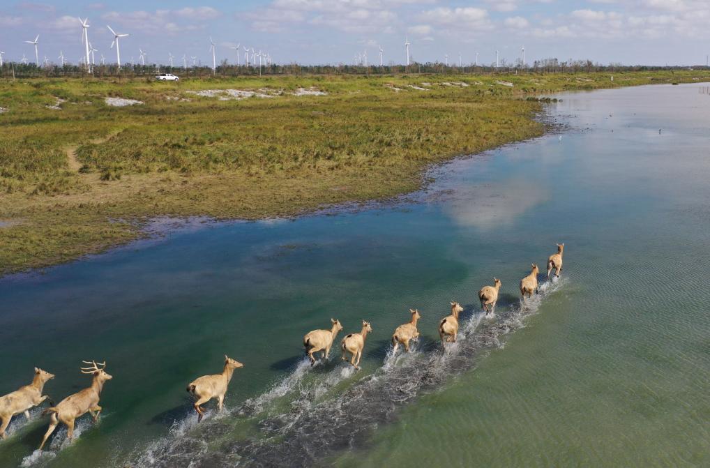 江蘇省大豊シフゾウ國(guó)家級(jí)自然保護(hù)區(qū)で撮影されたシフゾウ（2024年10月28日、ドローンによる撮影?鄧華）。