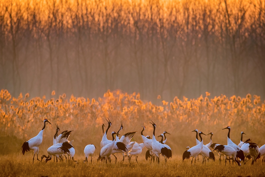 2025年世界沿岸フォーラムが江蘇省塩城市で開幕