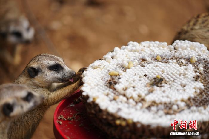 動(dòng)物たちが味わう特製の「月餅」　雲(yún)南省昆明