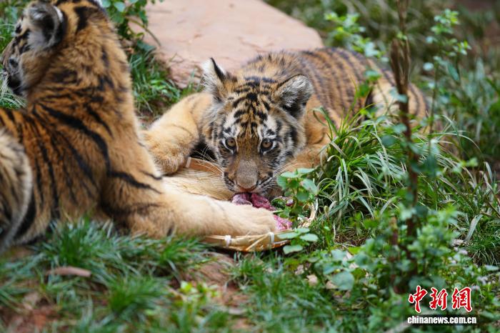 動(dòng)物たちが味わう特製の「月餅」　雲(yún)南省昆明