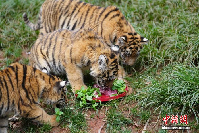動(dòng)物たちが味わう特製の「月餅」　雲(yún)南省昆明