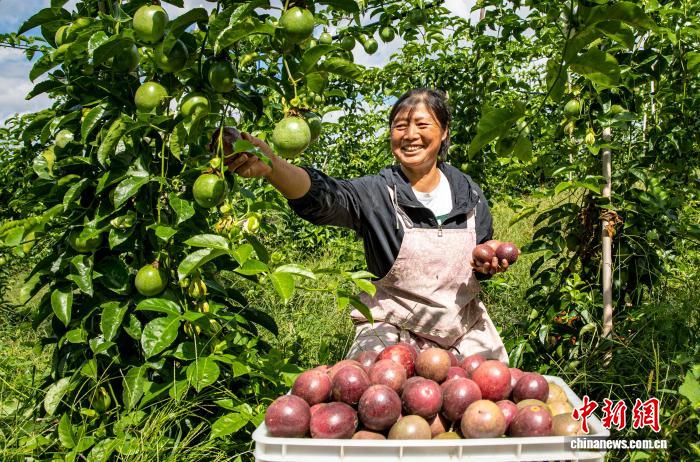 農(nóng)園內(nèi)に漂うパッションフルーツの香り　貴州省黔西