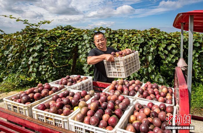 農(nóng)園內(nèi)に漂うパッションフルーツの香り　貴州省黔西