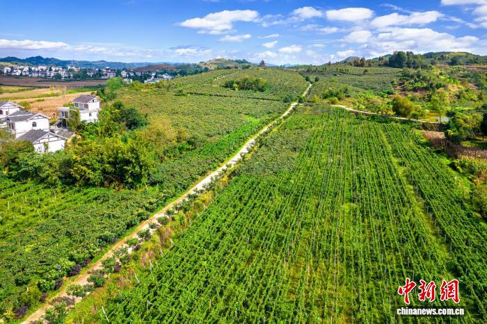 農(nóng)園內(nèi)に漂うパッションフルーツの香り　貴州省黔西