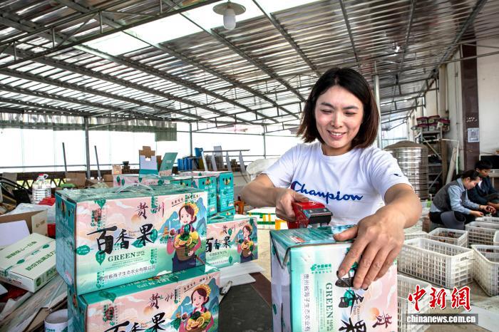 農(nóng)園內(nèi)に漂うパッションフルーツの香り　貴州省黔西