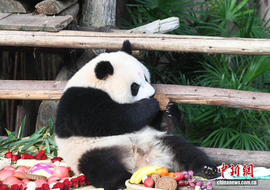 中秋節(jié)にはパンダにも特製月餅　重慶動(dòng)物園