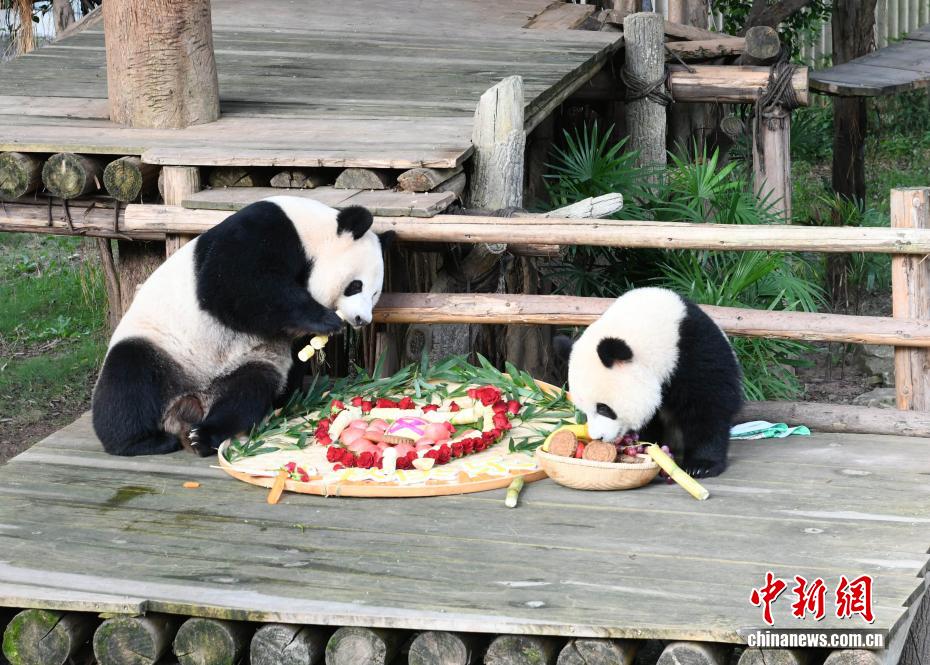 中秋節(jié)にはパンダにも特製月餅　重慶動物園