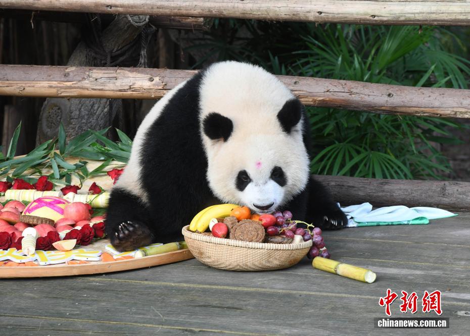 中秋節(jié)にはパンダにも特製月餅　重慶動(dòng)物園